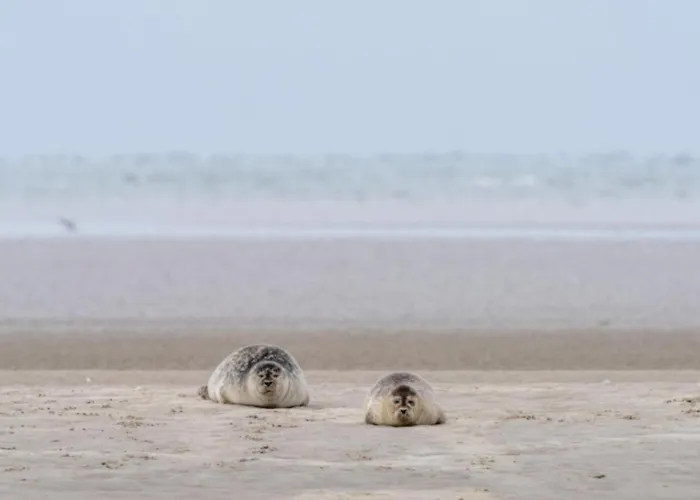 Ferienhaus Villavilla 179 - Fano, Sydjylland Fanø